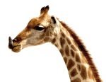 Giraffe, die ihre Zunge herausstreckt