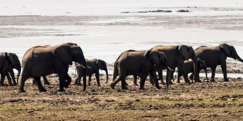 Elefantenherde im Nkhotakota WIldlife Reserve