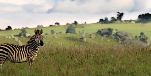 Nyika Nationalpark Zebraherde