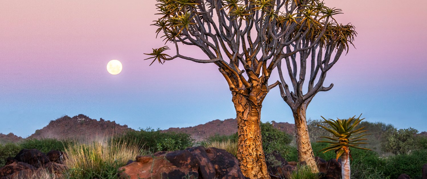 Quiver tree forest