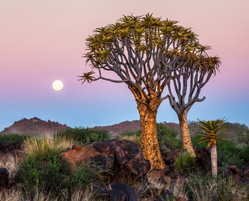 Quiver tree forest