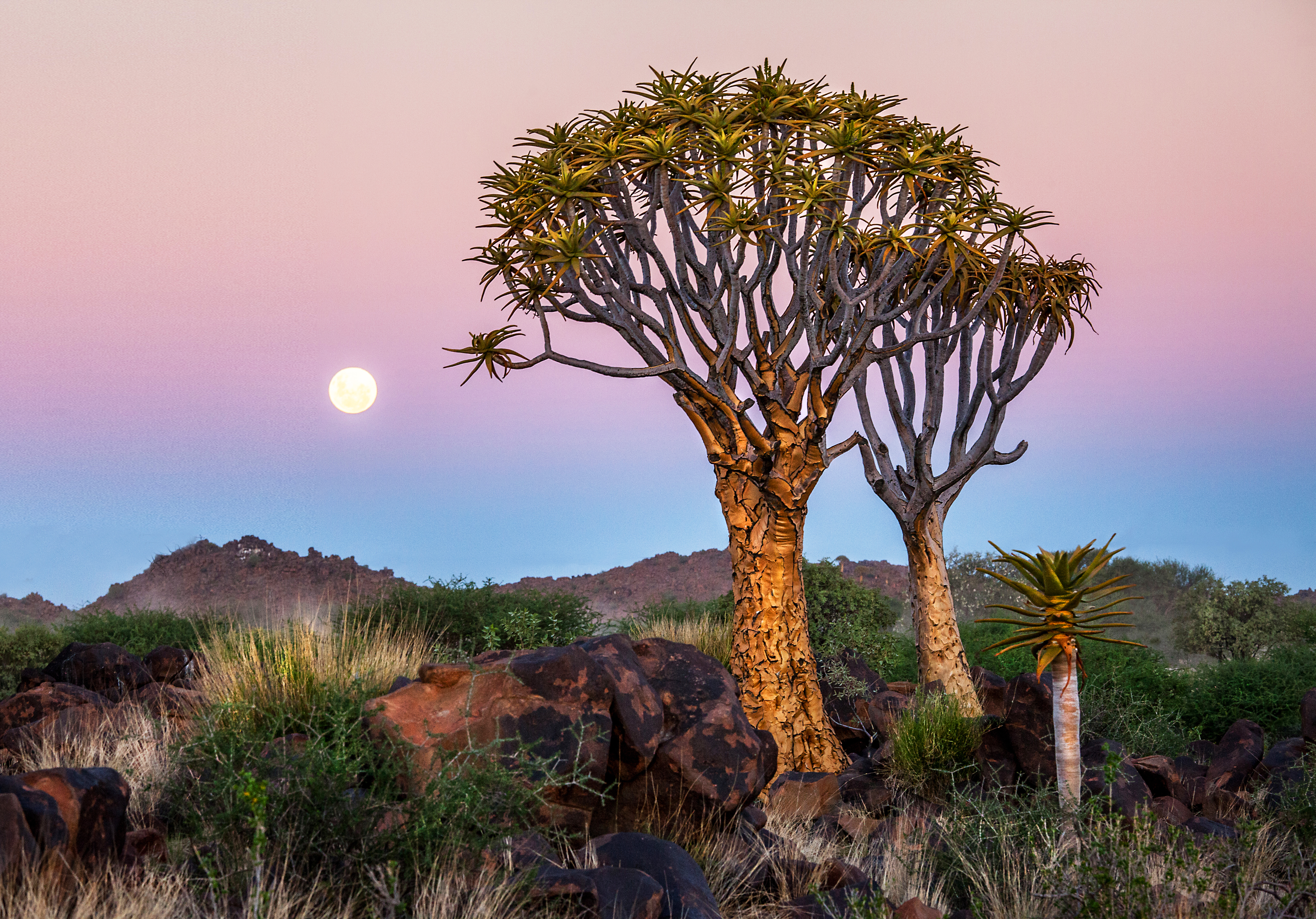 Quiver tree forest