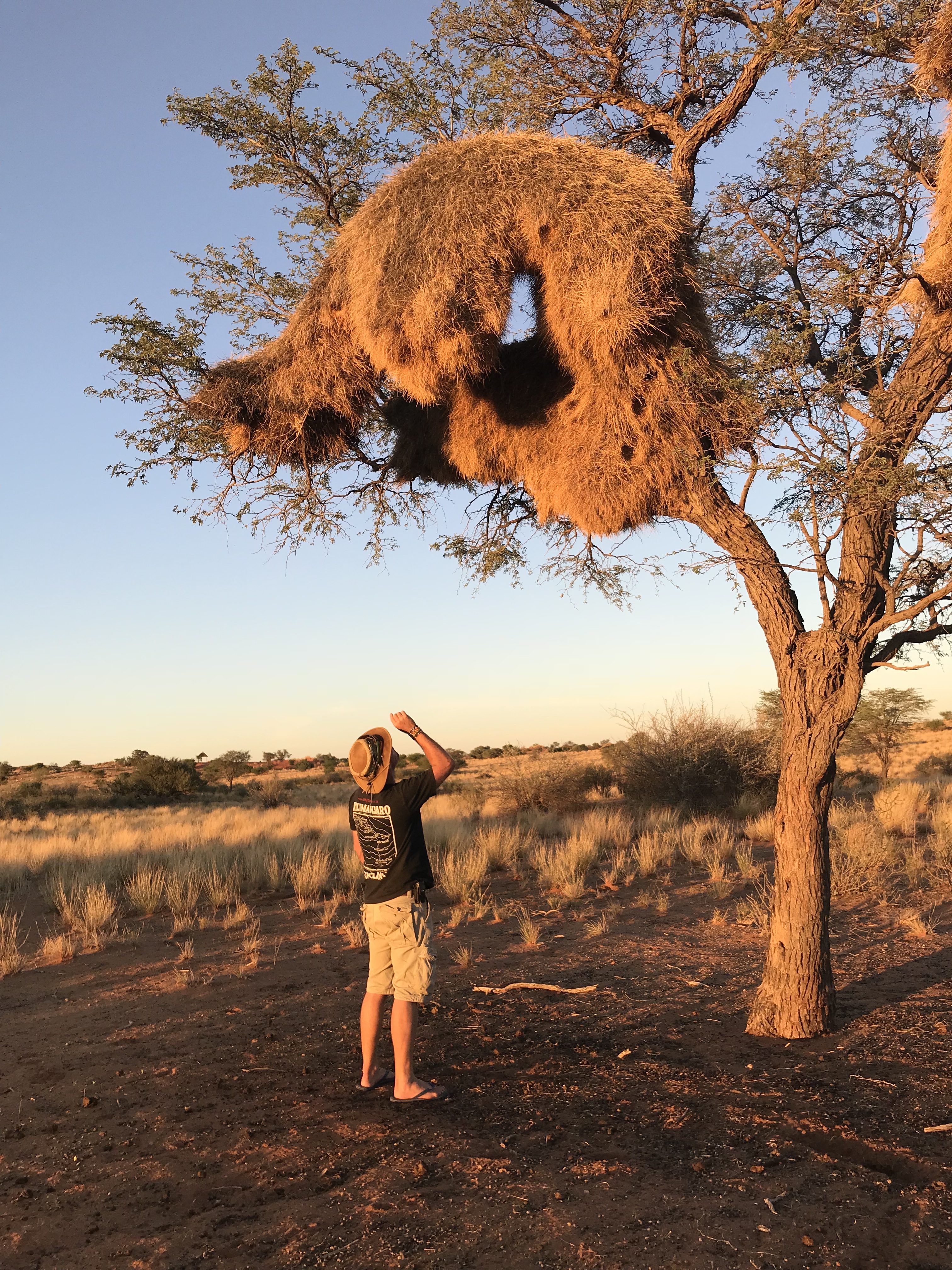 Namibia Kalahari Bagatelle Hannu Webernest