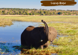 Beitragsbild Namibia Elefant im Wasser
