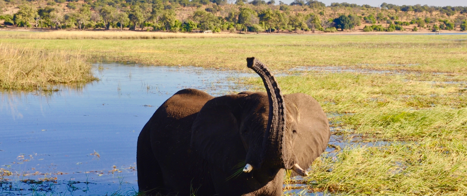 Chobe-Nationalpark-Elefant