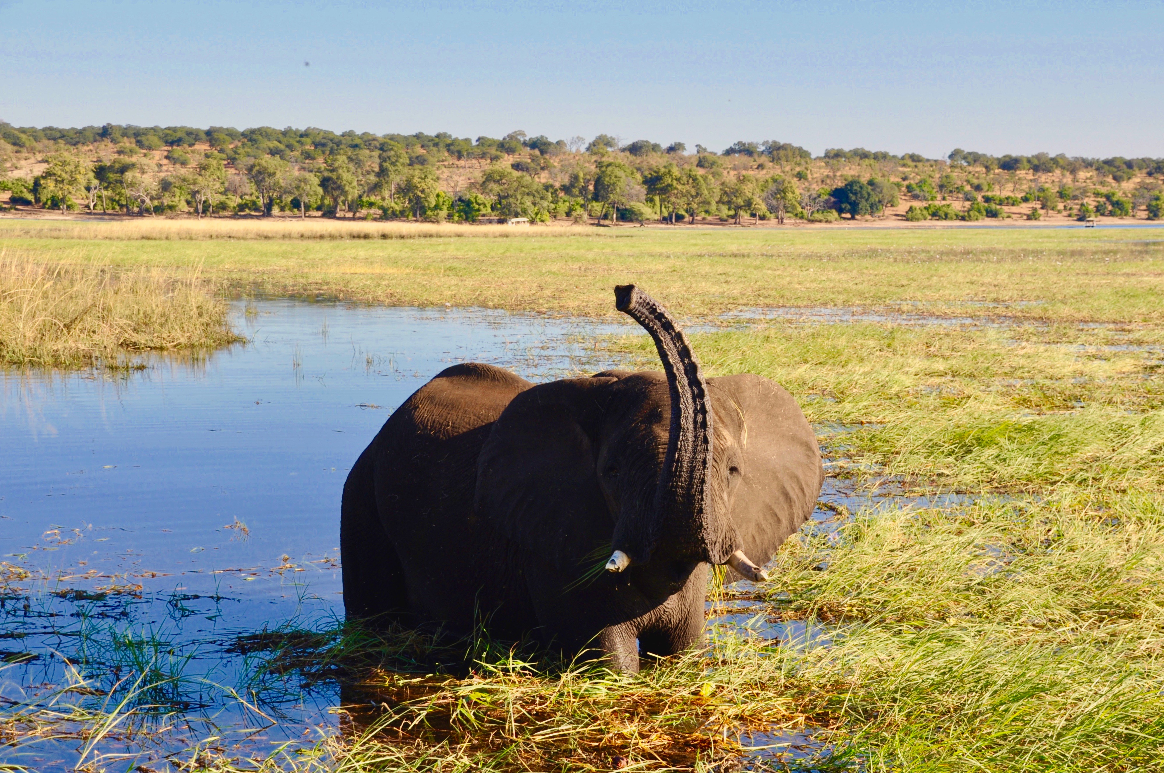 Chobe-Nationalpark-Elefant