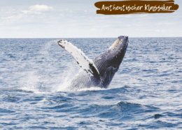 Beitragsbild Authentischer Klassiker Wal