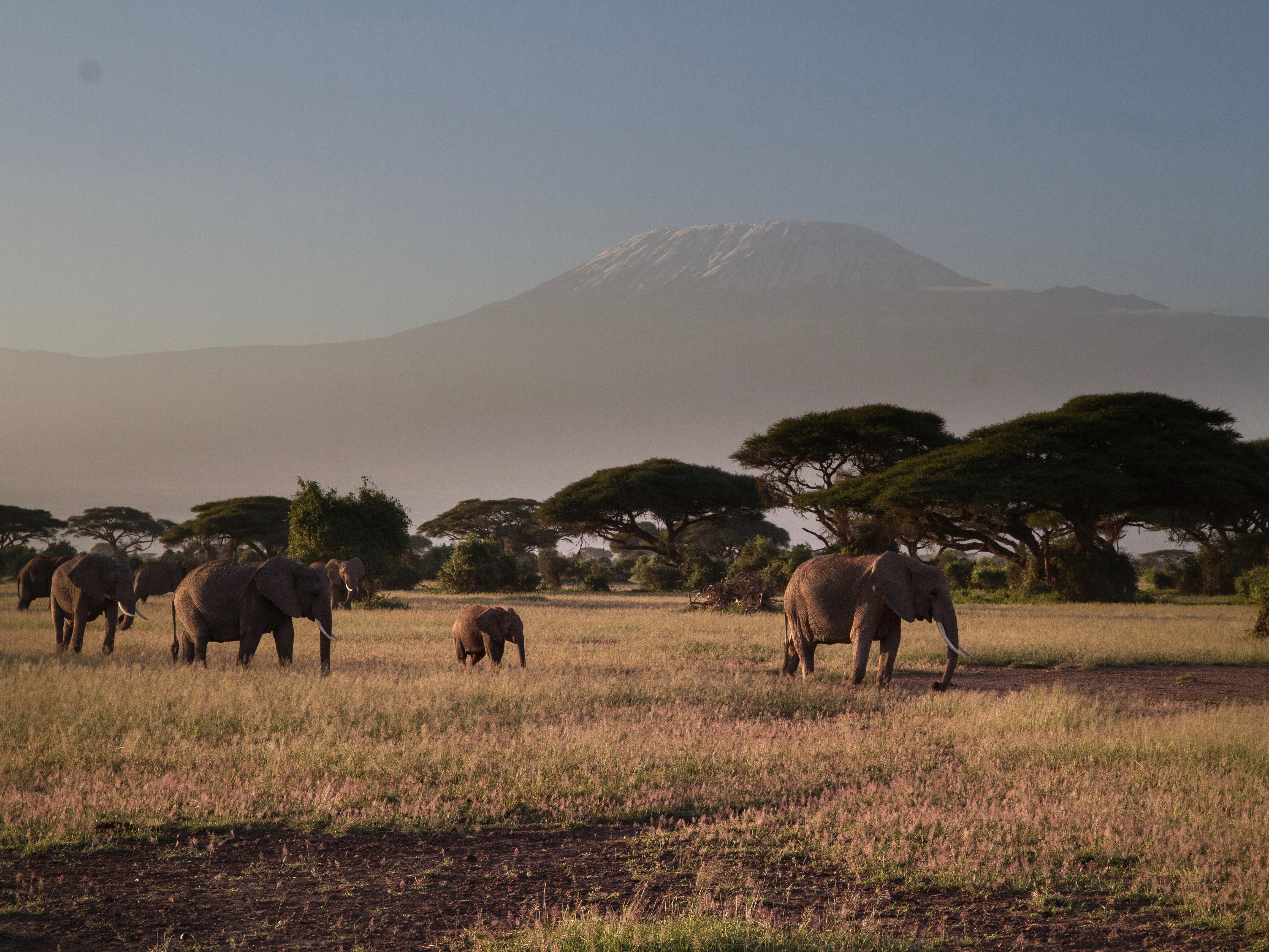 Kenia Amboseli Elefant