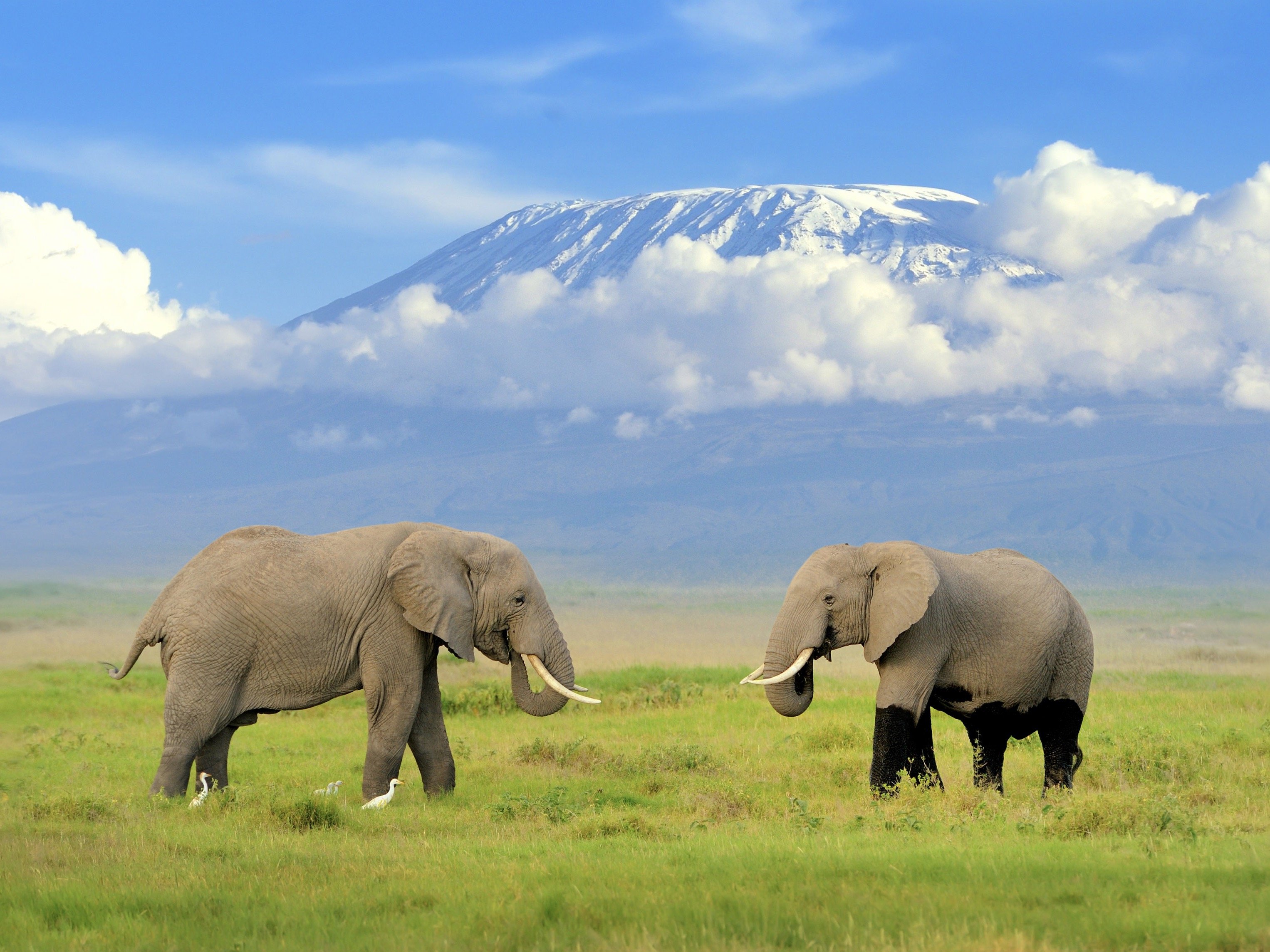 Kenia Amboseli Elephants