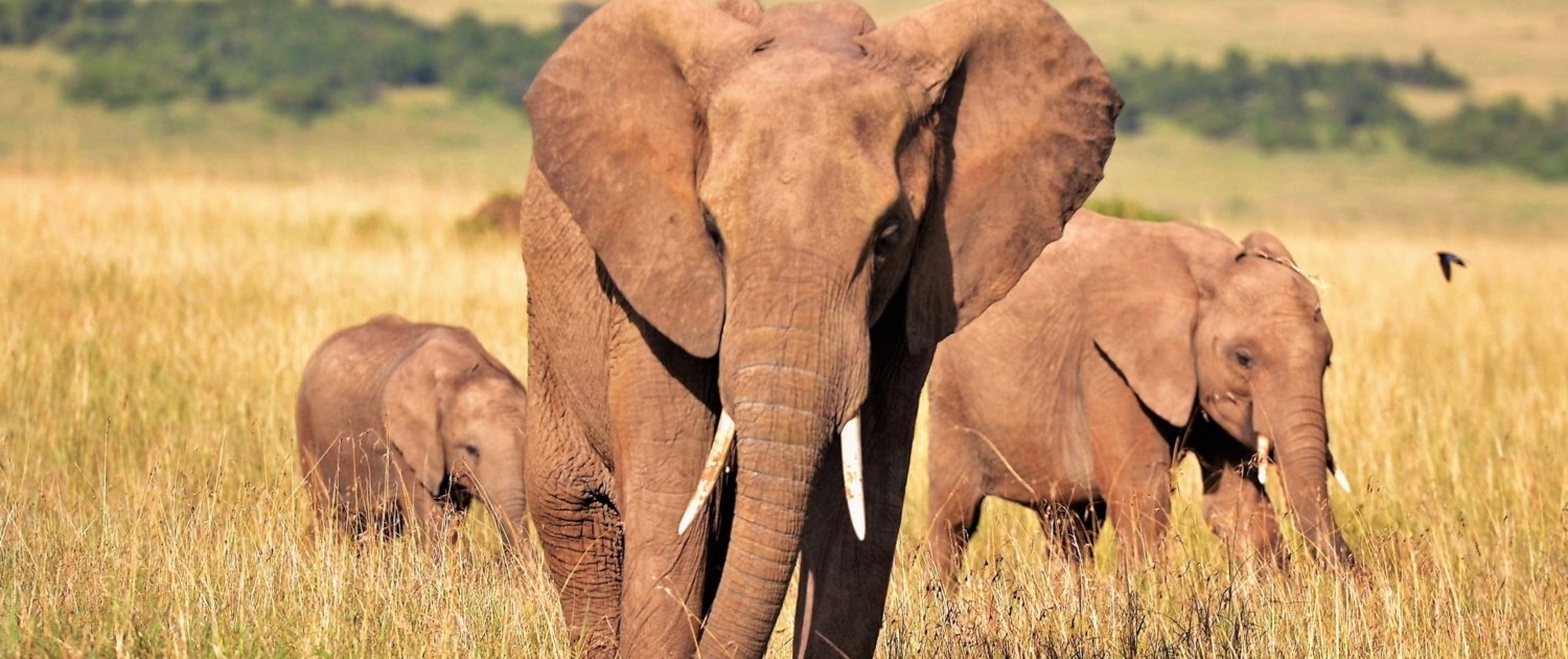 Kenia Safari Elefant