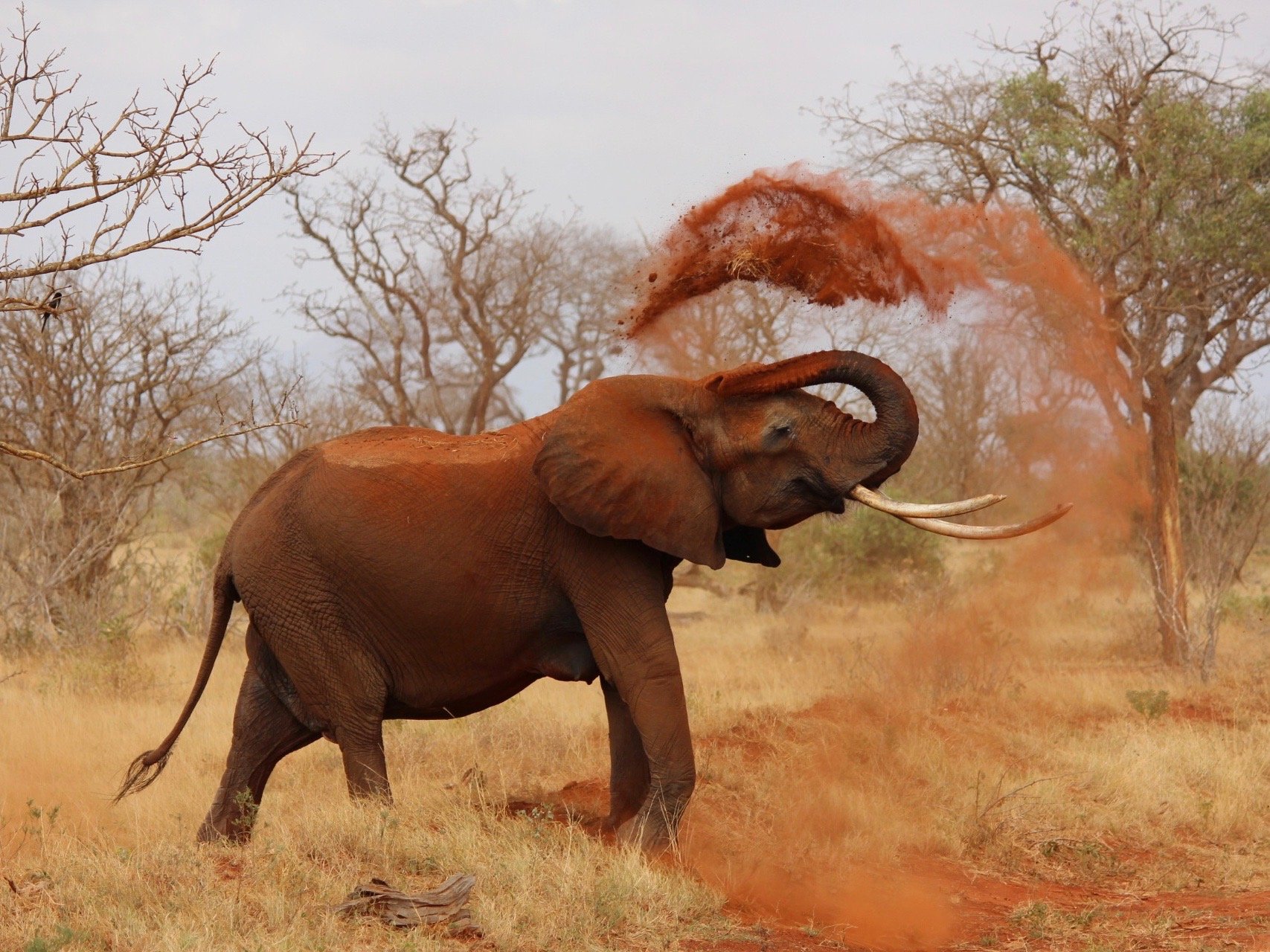 Kenia Safari Elefant