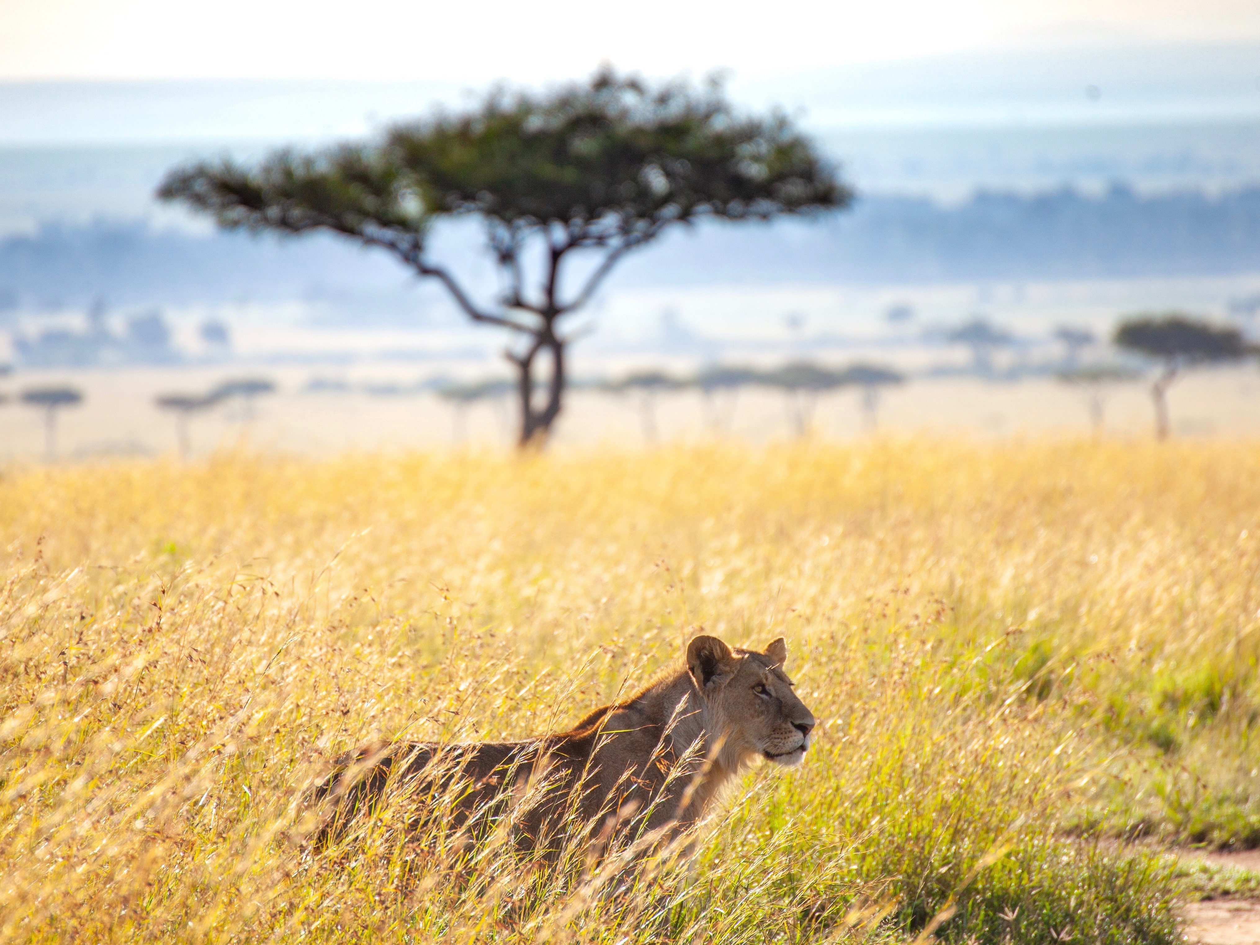 Kenia Safari Loewe