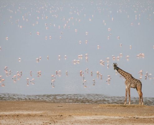 Tansania Lake Manyara Giraffe