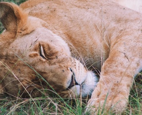 Suedafrika Botlierskop Safari Loewe