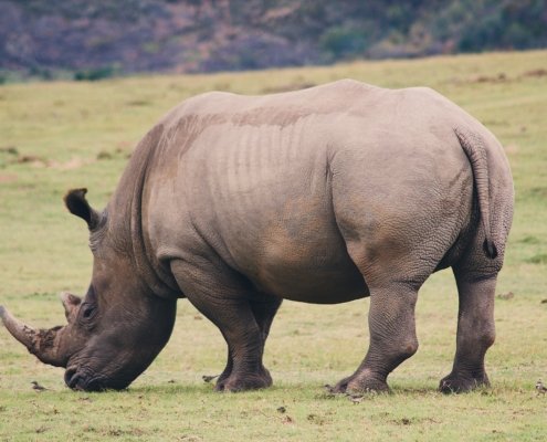 Suedafrika Botlierskop Safari Nashorn