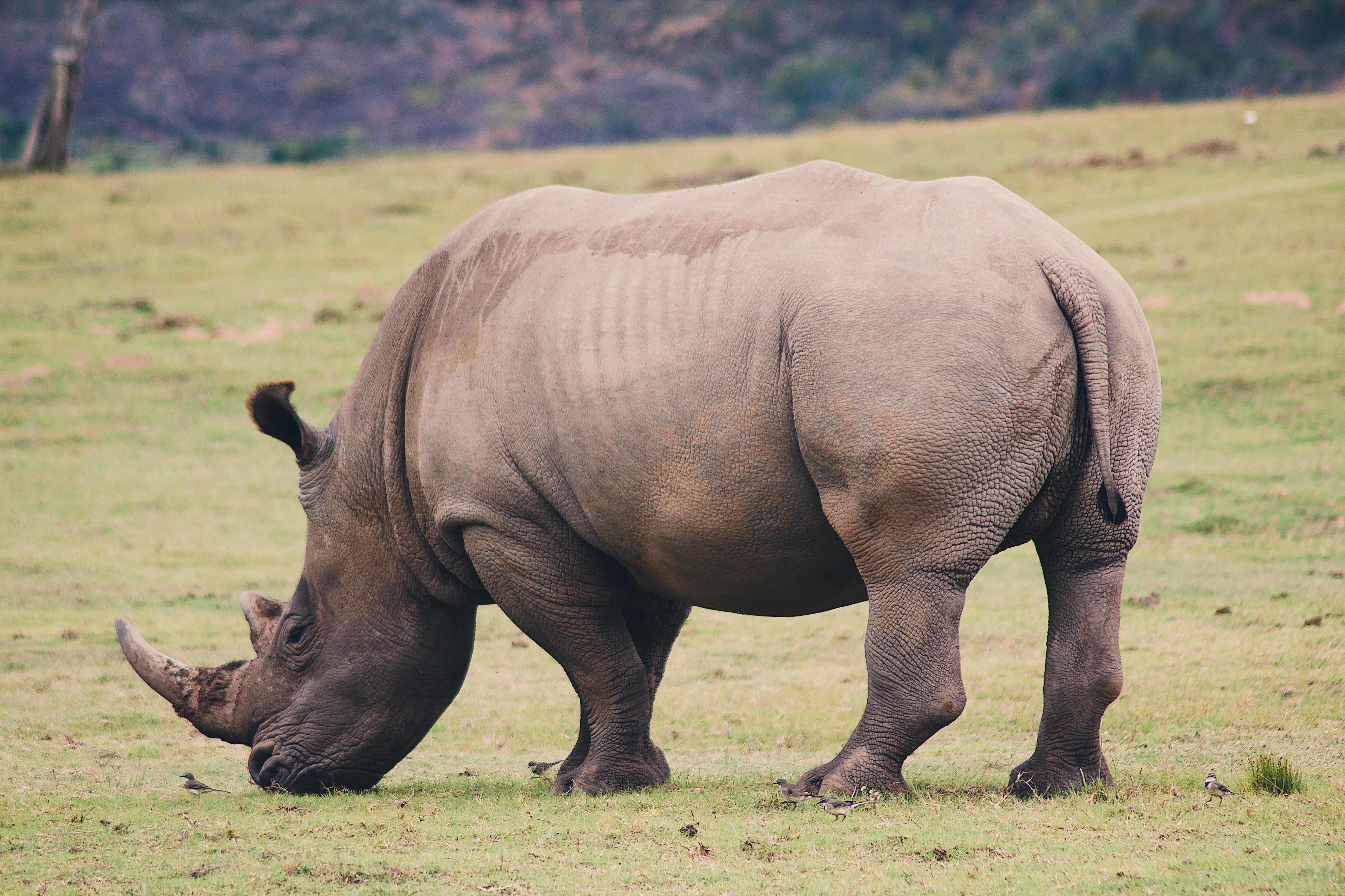 Suedafrika Botlierskop Safari Nashorn