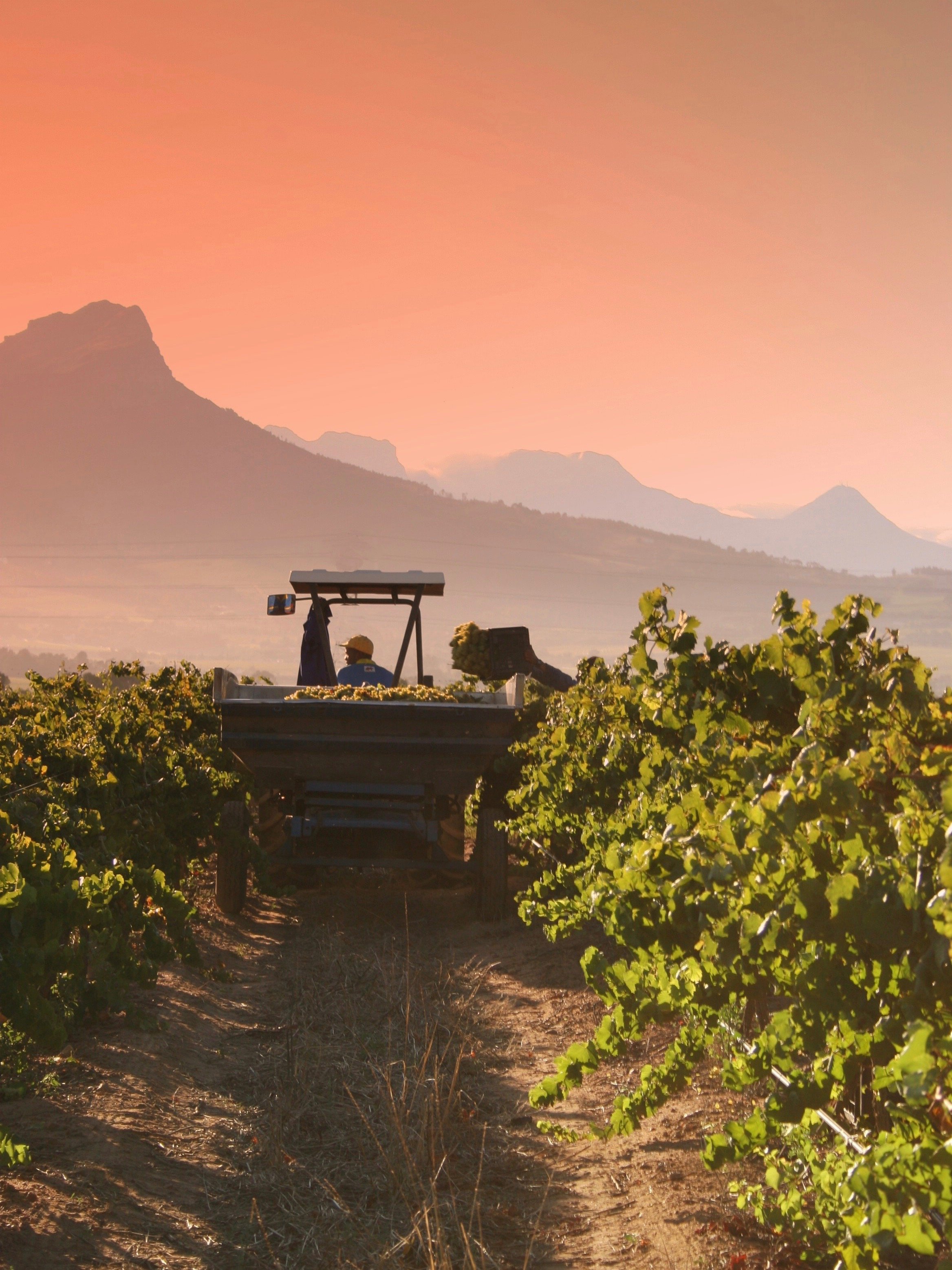 Suedafrika Stellenbosch Wine Estate