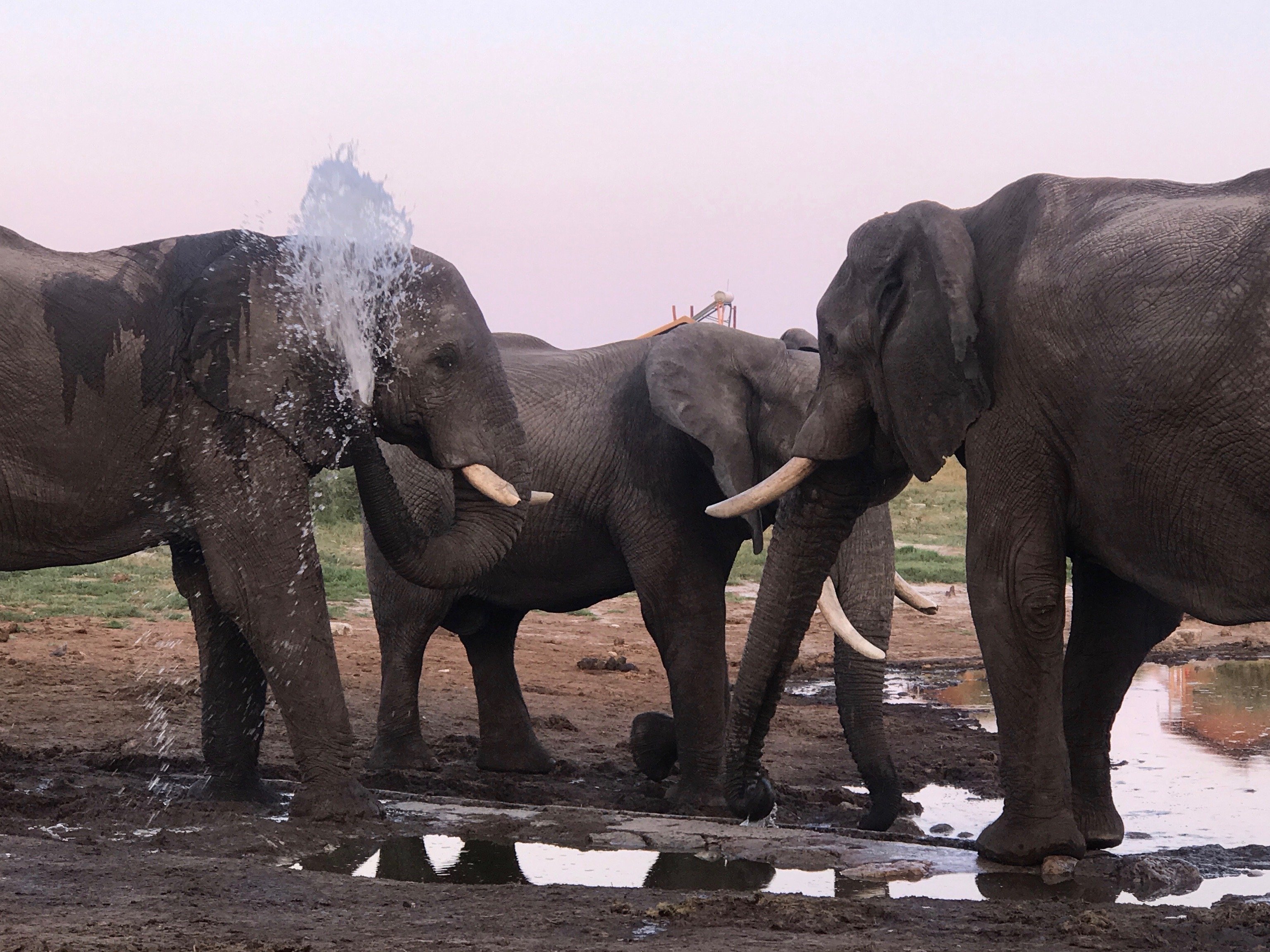 Botswana Elephants Sands