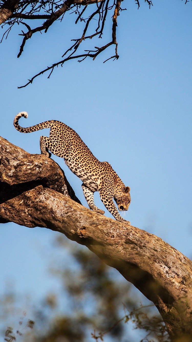 Botswana Leopard Tanja Kolibius 9x16