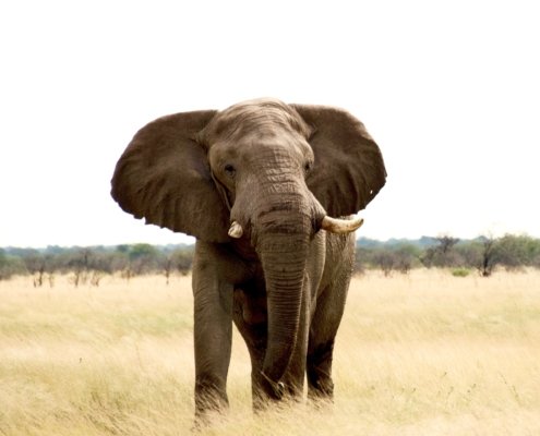 Namibia Etosha Elephant 4x4