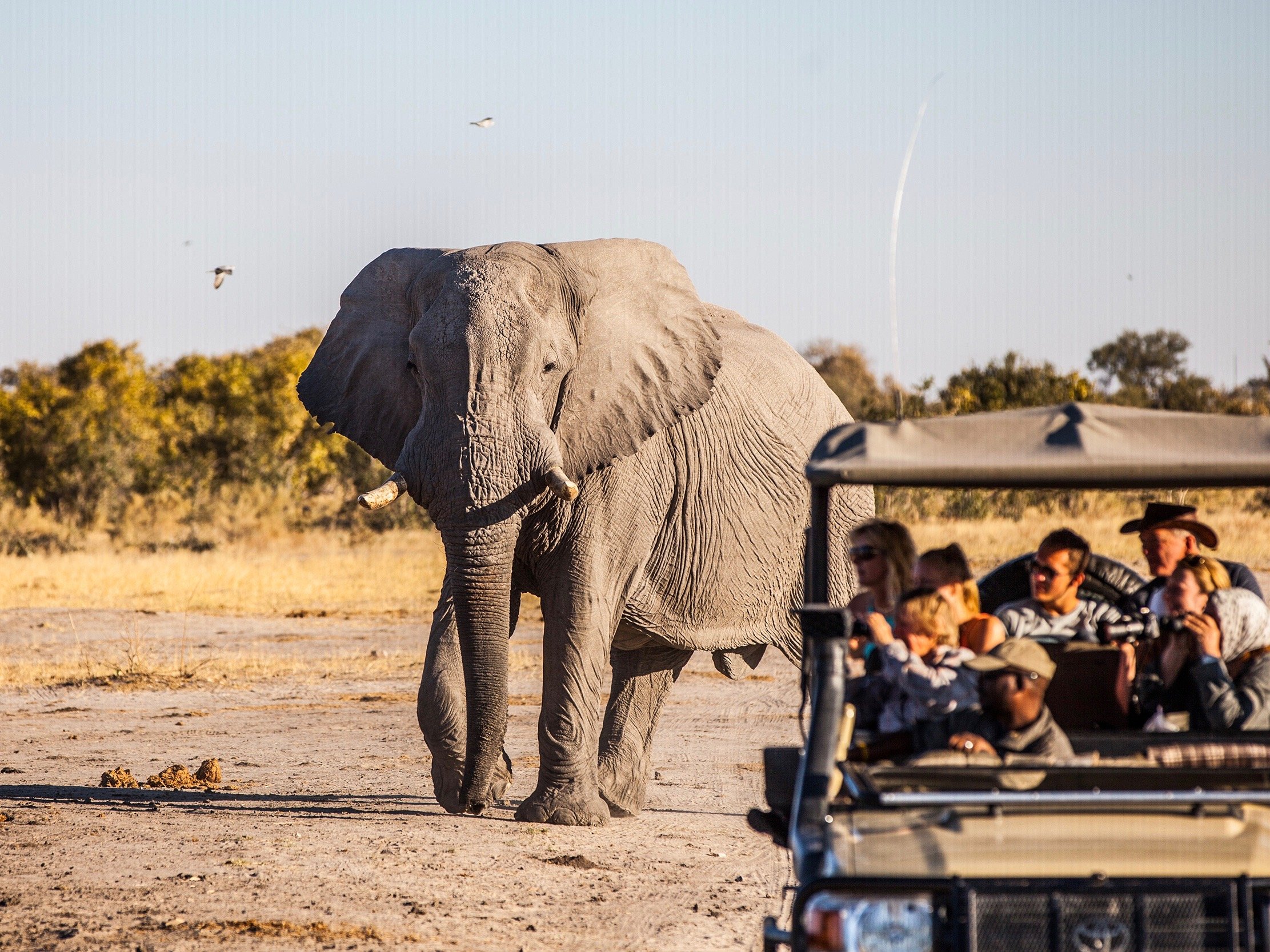 Botswana Delta Cruise Safari Elefant