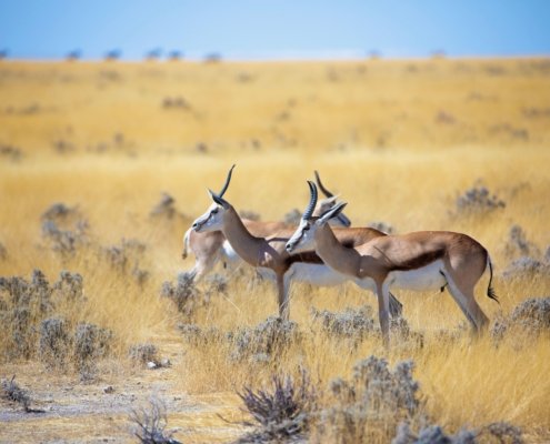 Namibia Etosha Safari Springbock