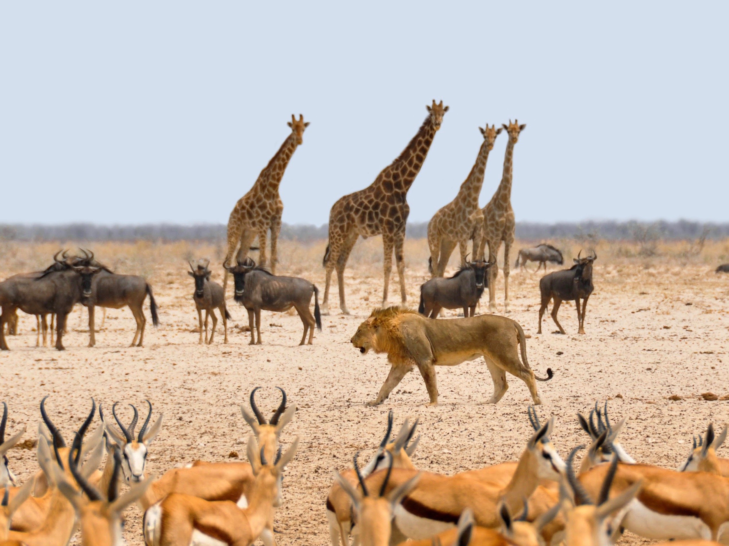 Namibia Etosha Safari