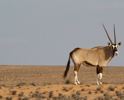Namibia Safari Oryx