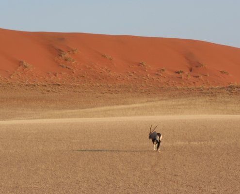 Namibia Sossusvlei Oryx