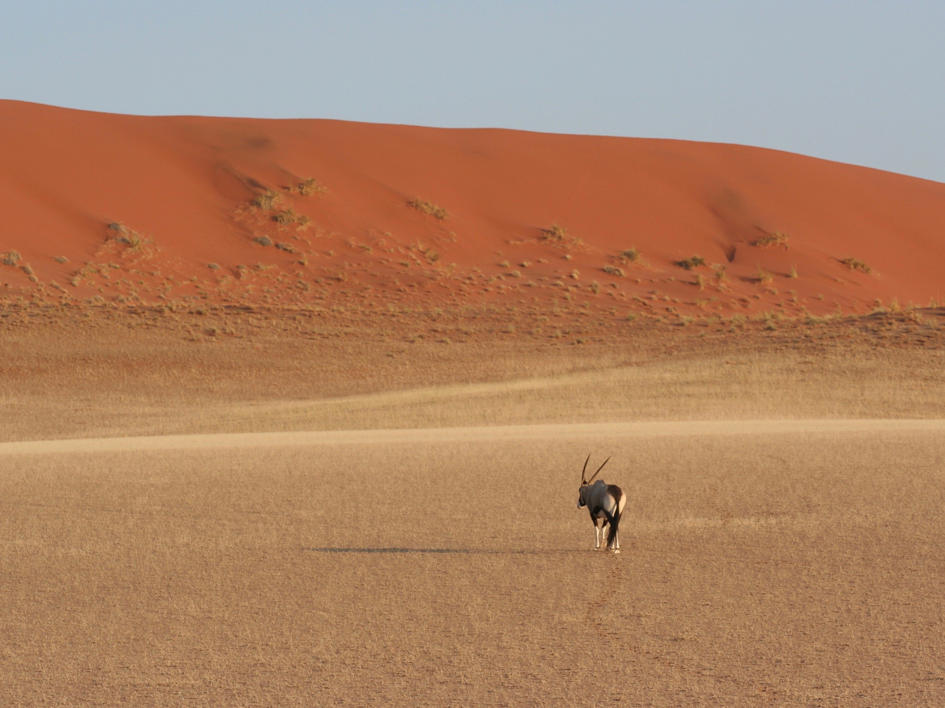 Namibia Sossusvlei Oryx