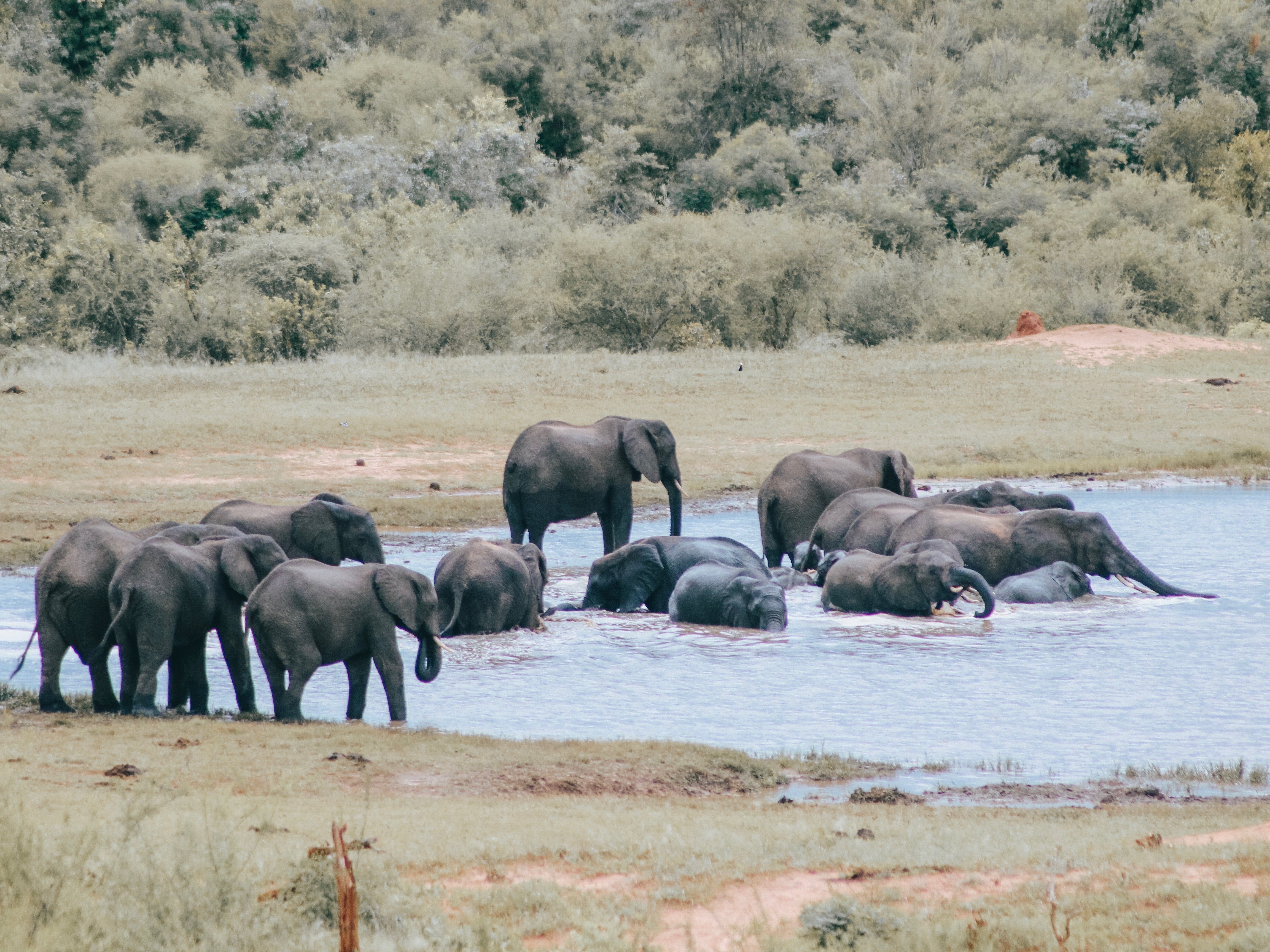 Simbabwe Hwange Elefanten Wasserloch