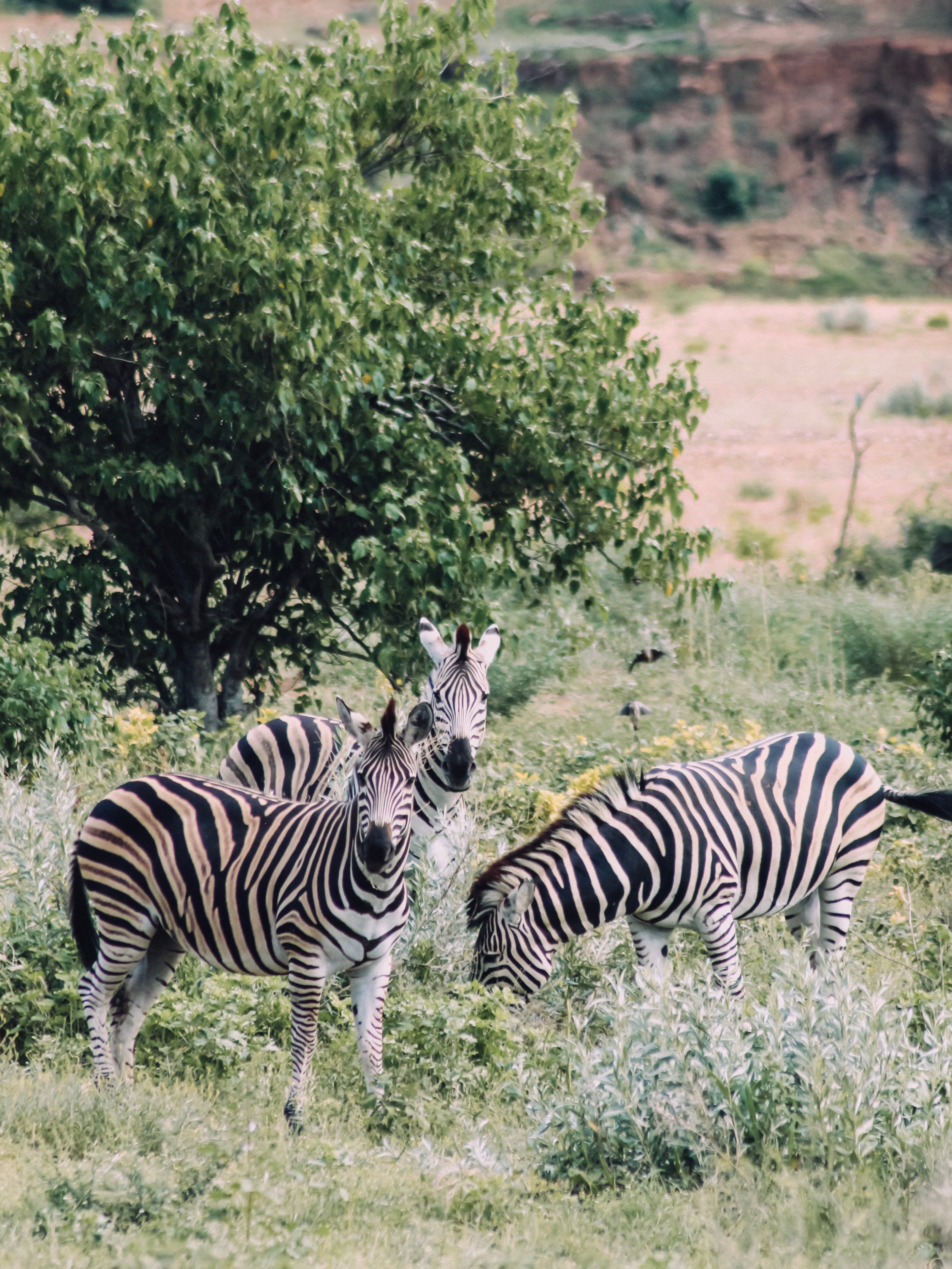 Simbabwe Hwange Zebra