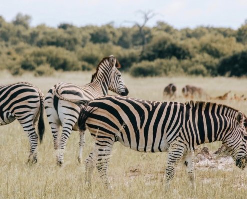 Simbabwe Hwange Zebra
