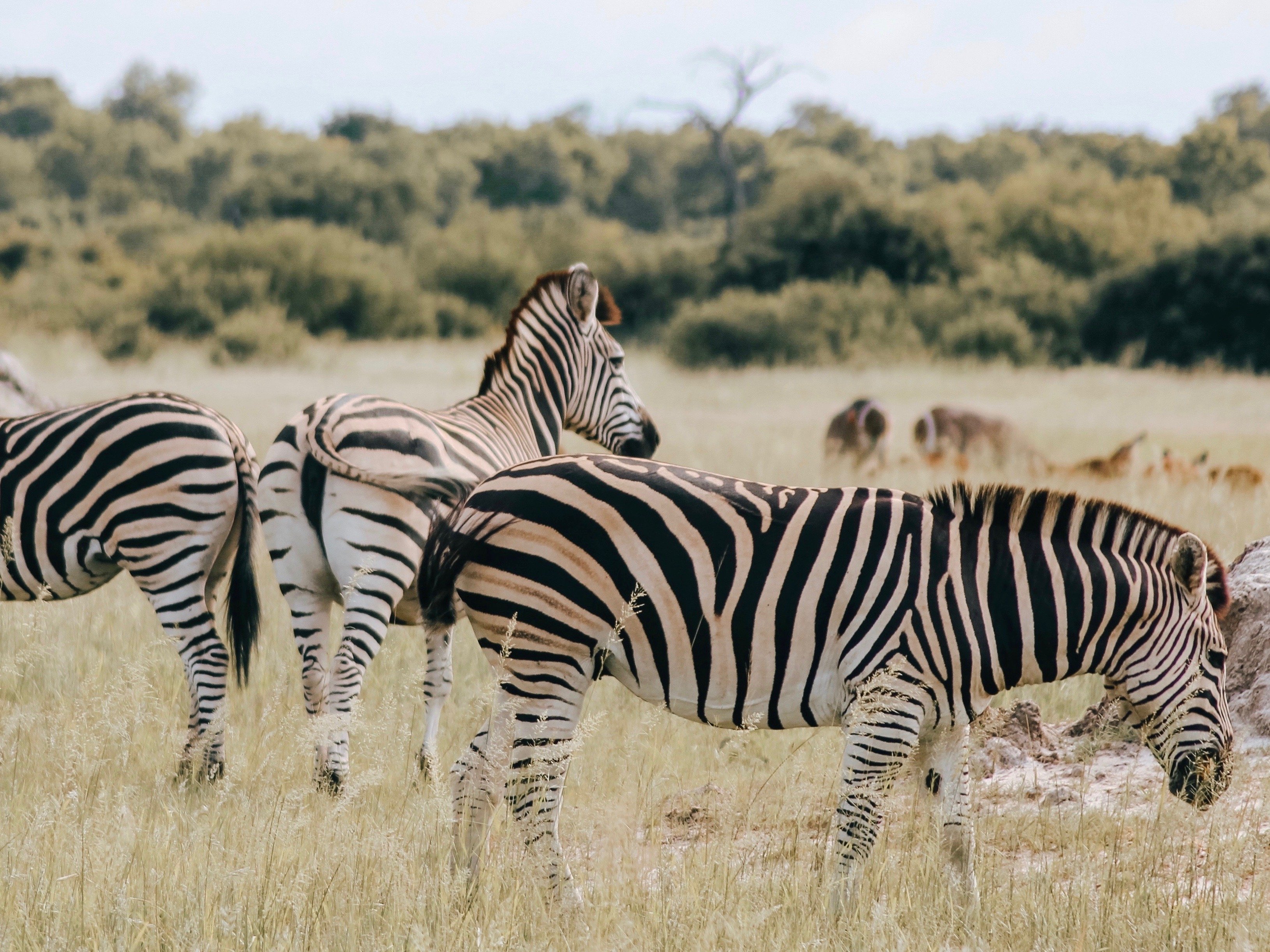 Simbabwe Hwange Zebra