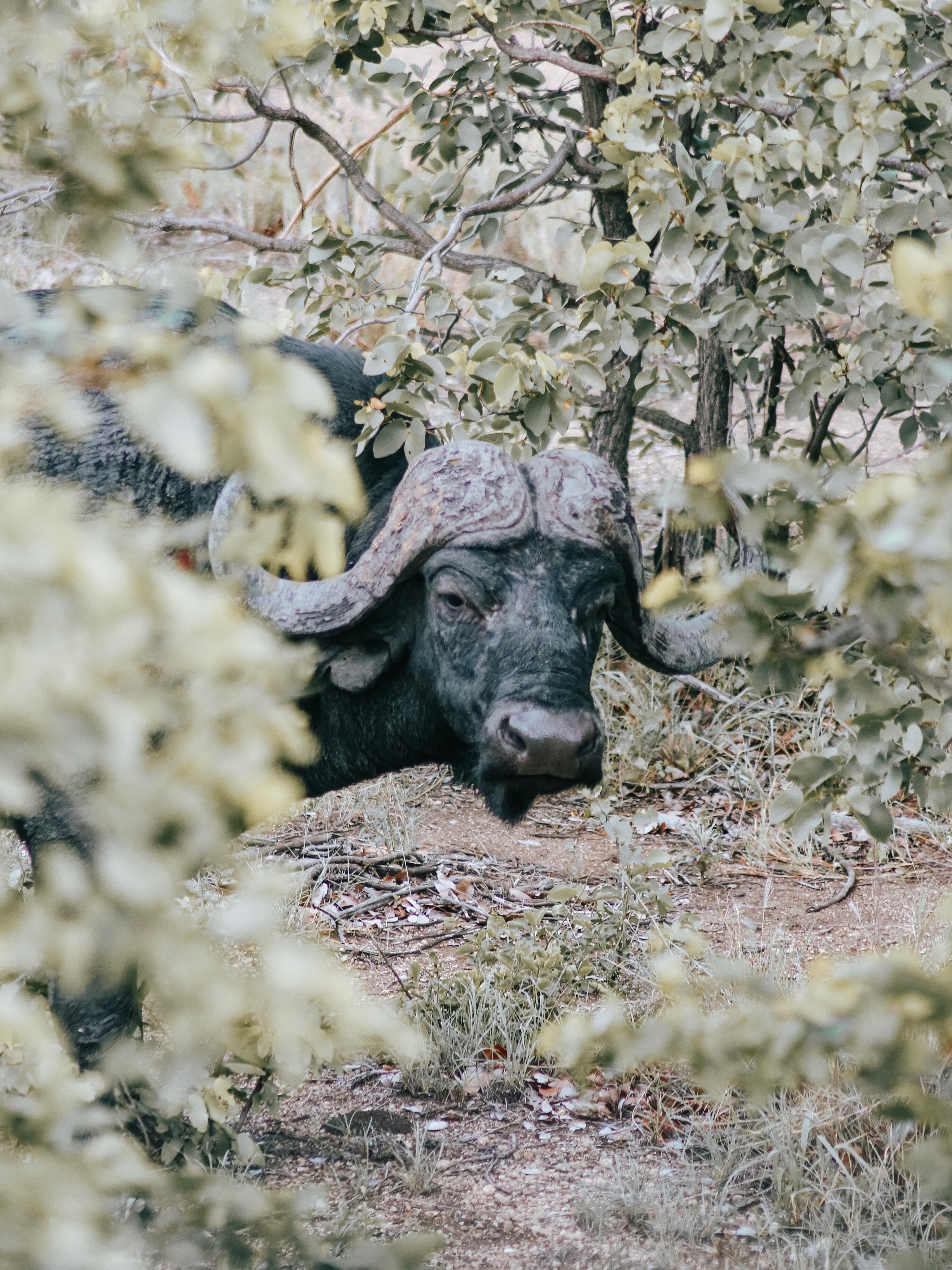 Suedafrika Krueger Nationalpark Bueffel
