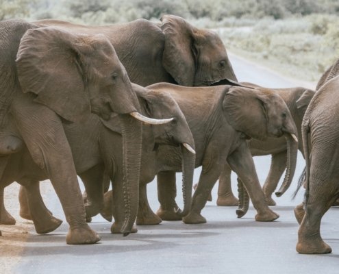 Suedafrika Krueger Nationalpark Elefantenherde