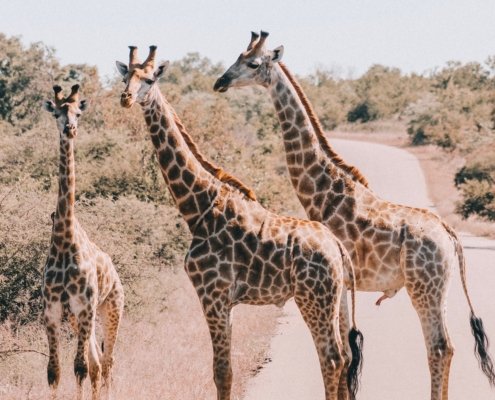 Suedafrika Krueger Nationalpark Giraffe 2