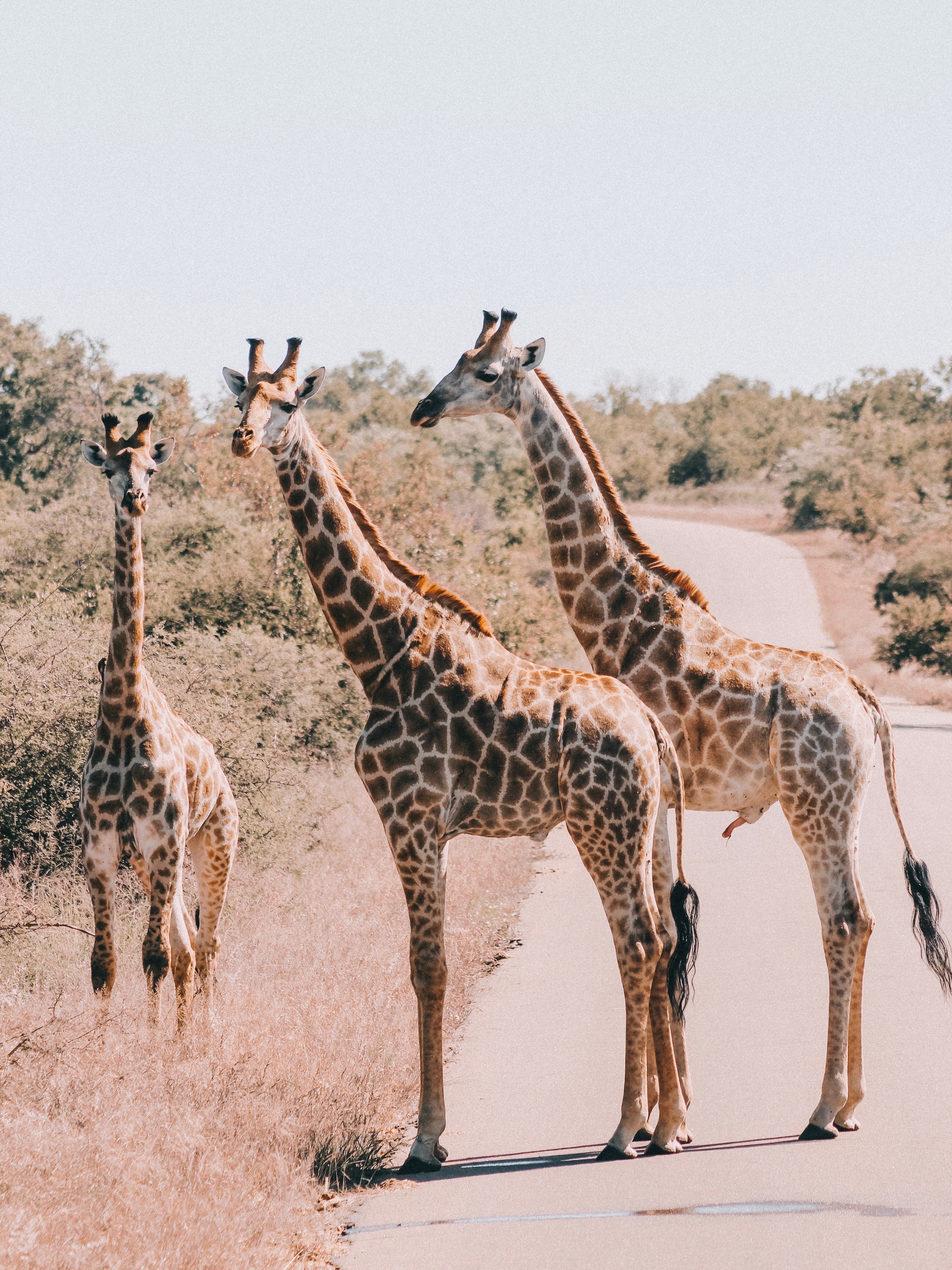 Suedafrika Krueger Nationalpark Giraffe 2