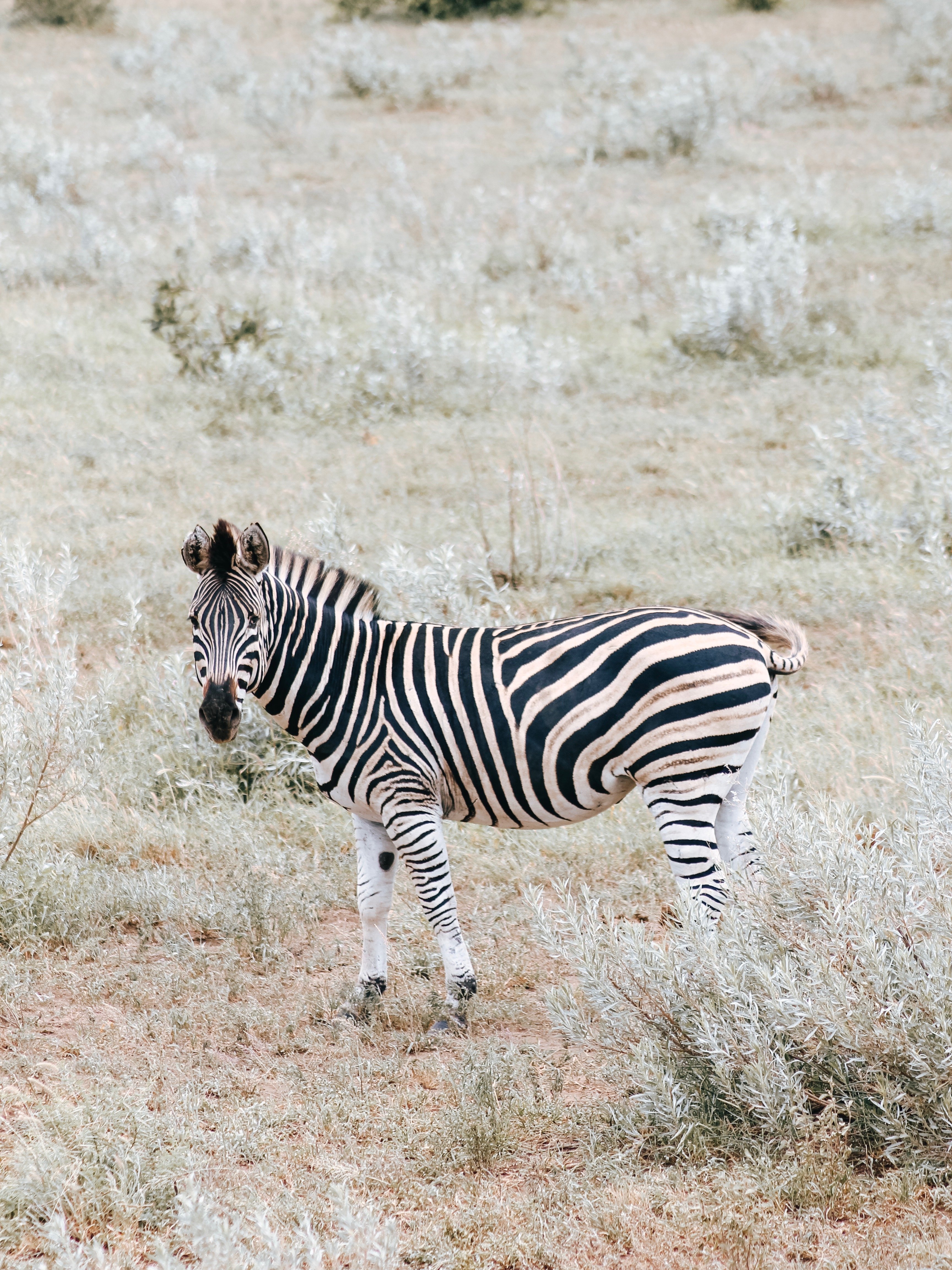 Suedafrika Krueger Nationalpark Zebra