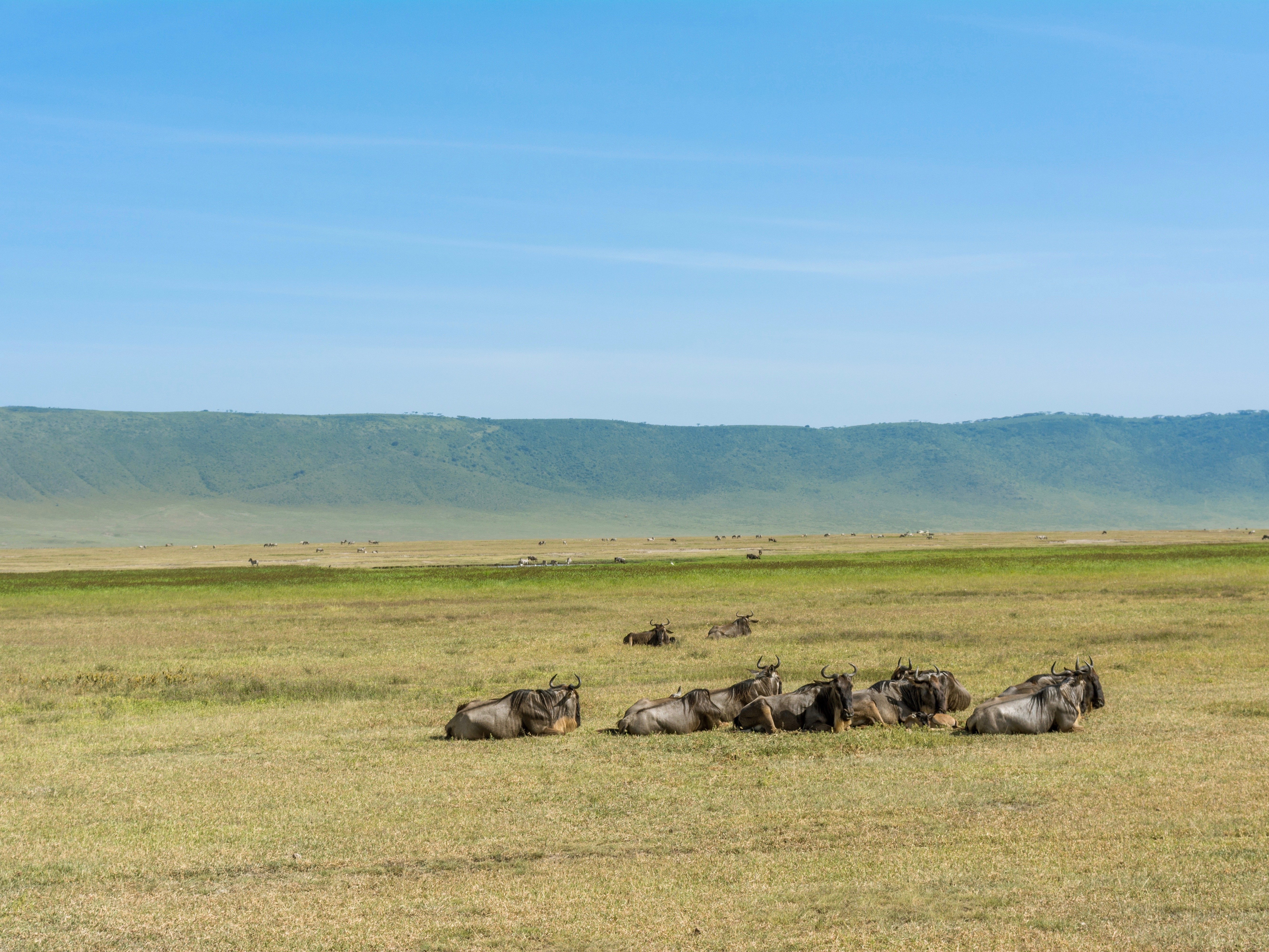 Tansania Ngorongoro Krater Gnus