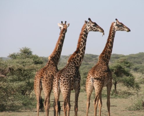 Tansania Safari Giraffe