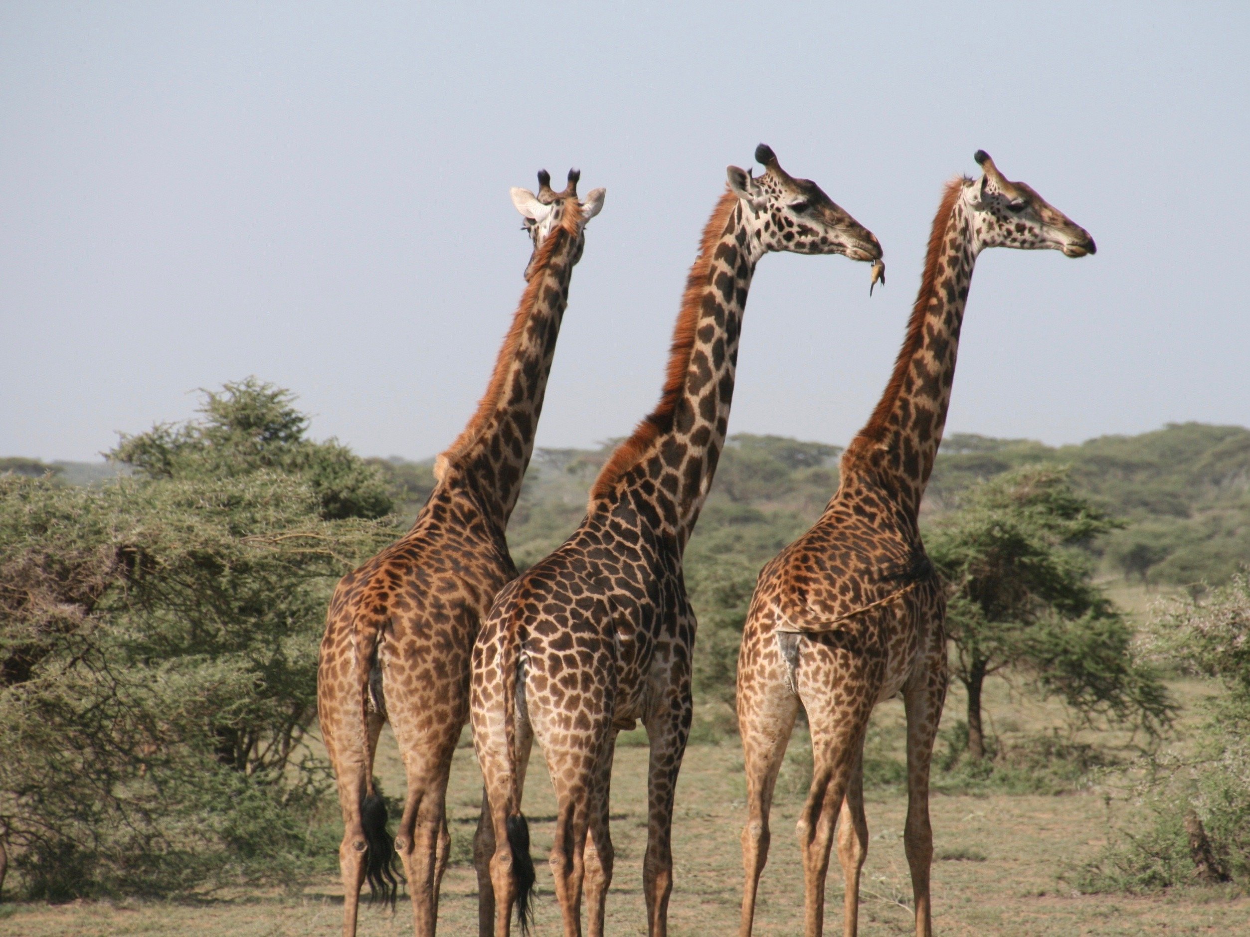 Tansania Safari Giraffe
