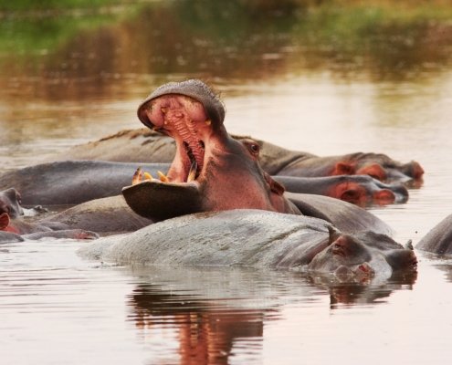 Tansania Safari Hippo