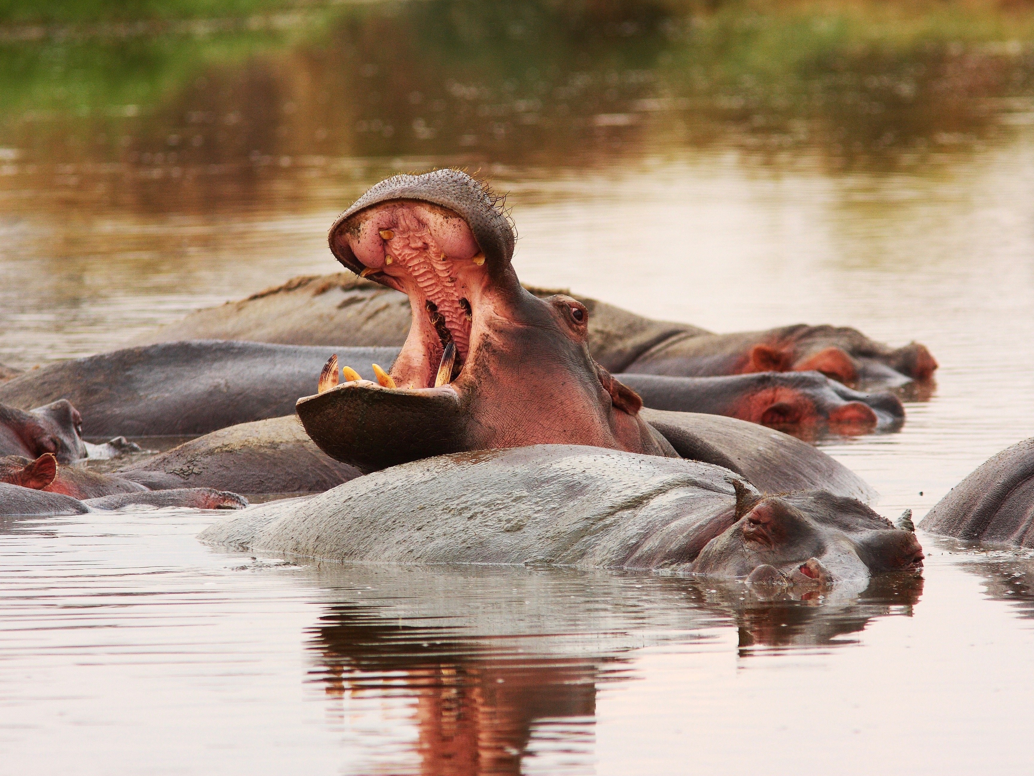 Tansania Safari Hippo