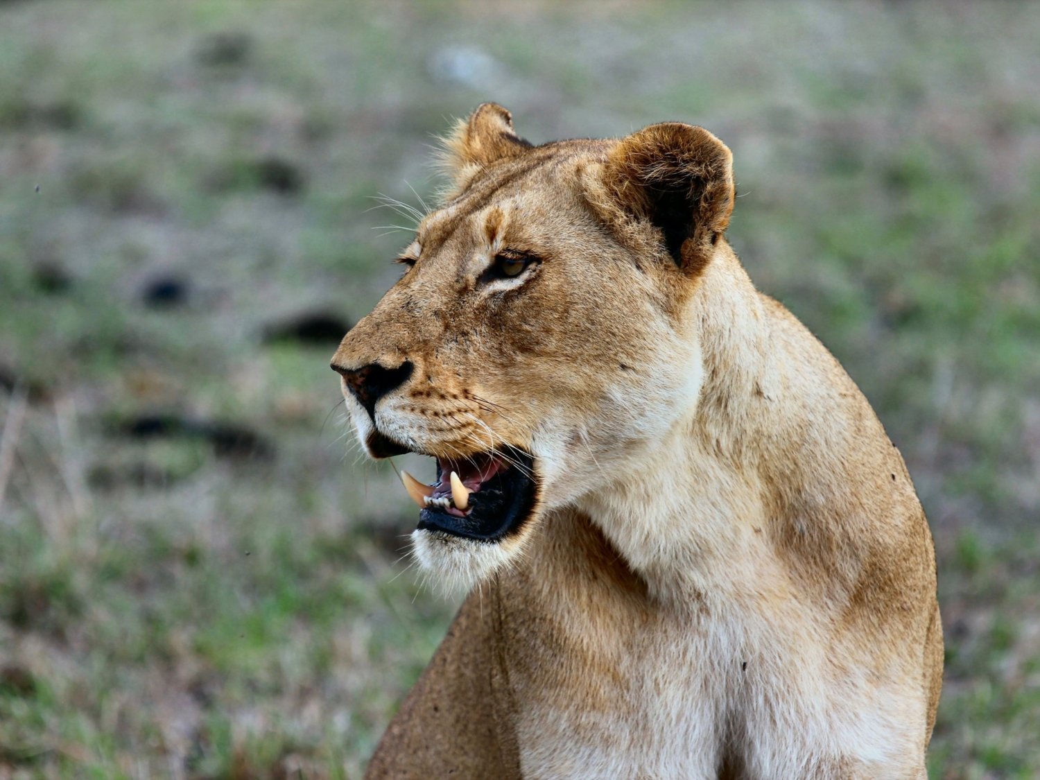 Tansania Safari Loewe