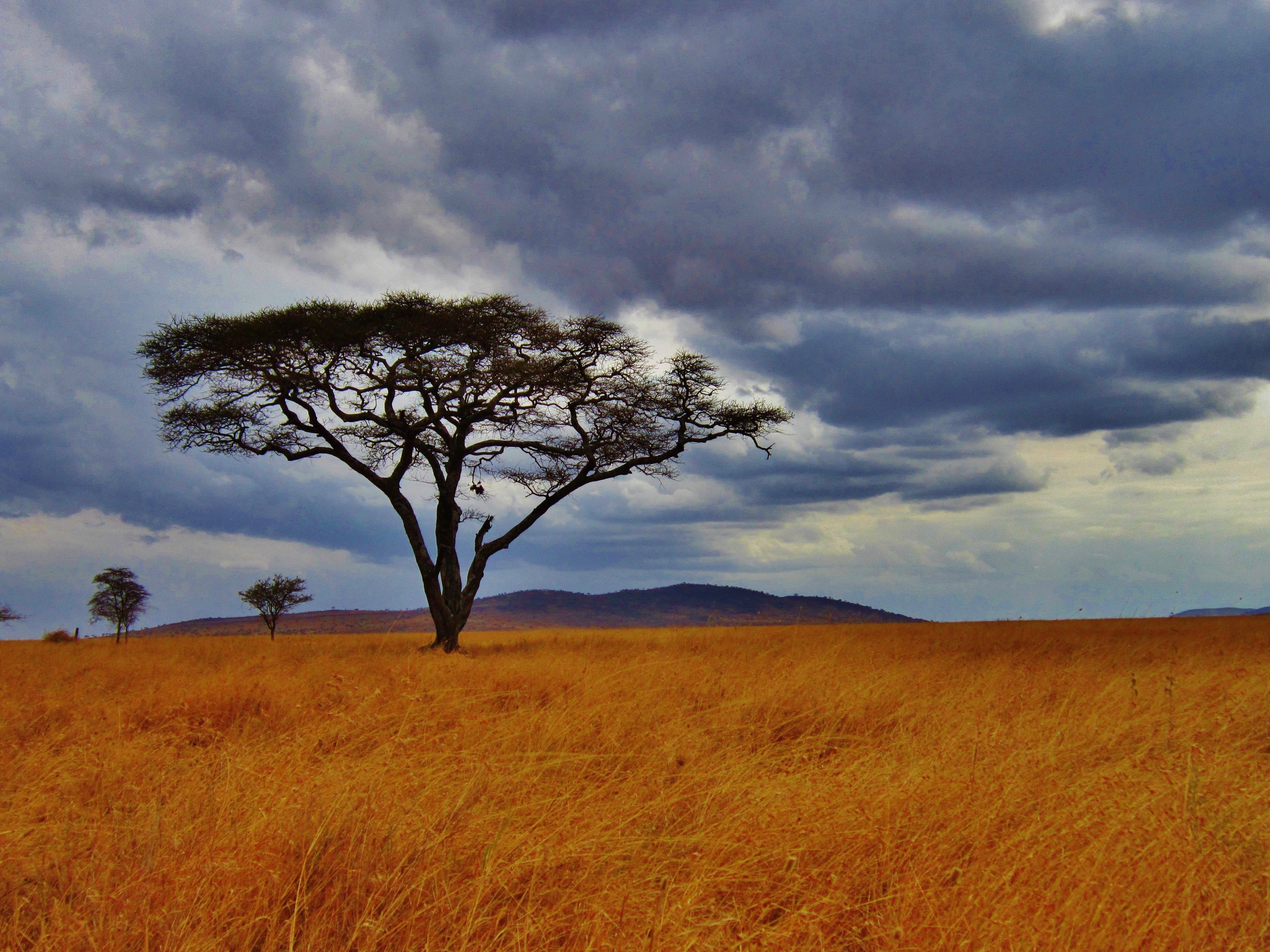 Tansania Serengeti Landschaft