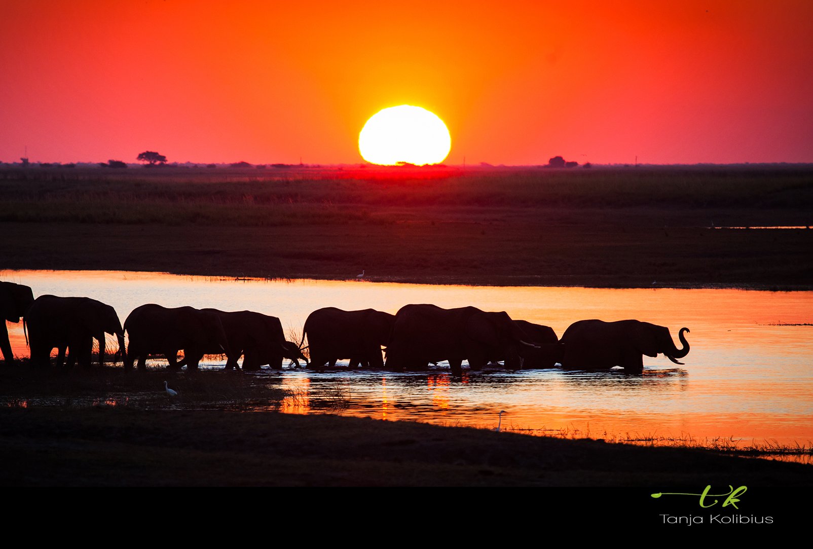 Botswana Tanja Kolibius Safari Elefant Sonnenuntergang