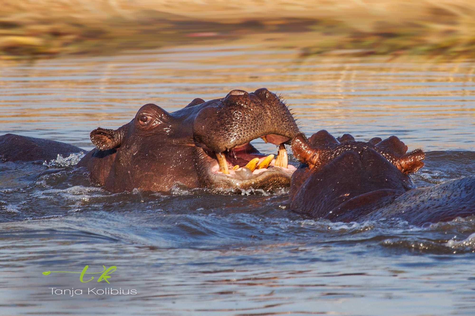 Botswana Tanja Kolibius Safari Hippo