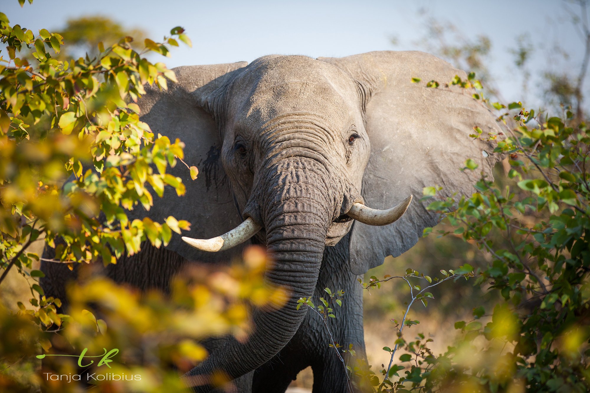 Botswana Tanja Kolibius Safari Elefant 2