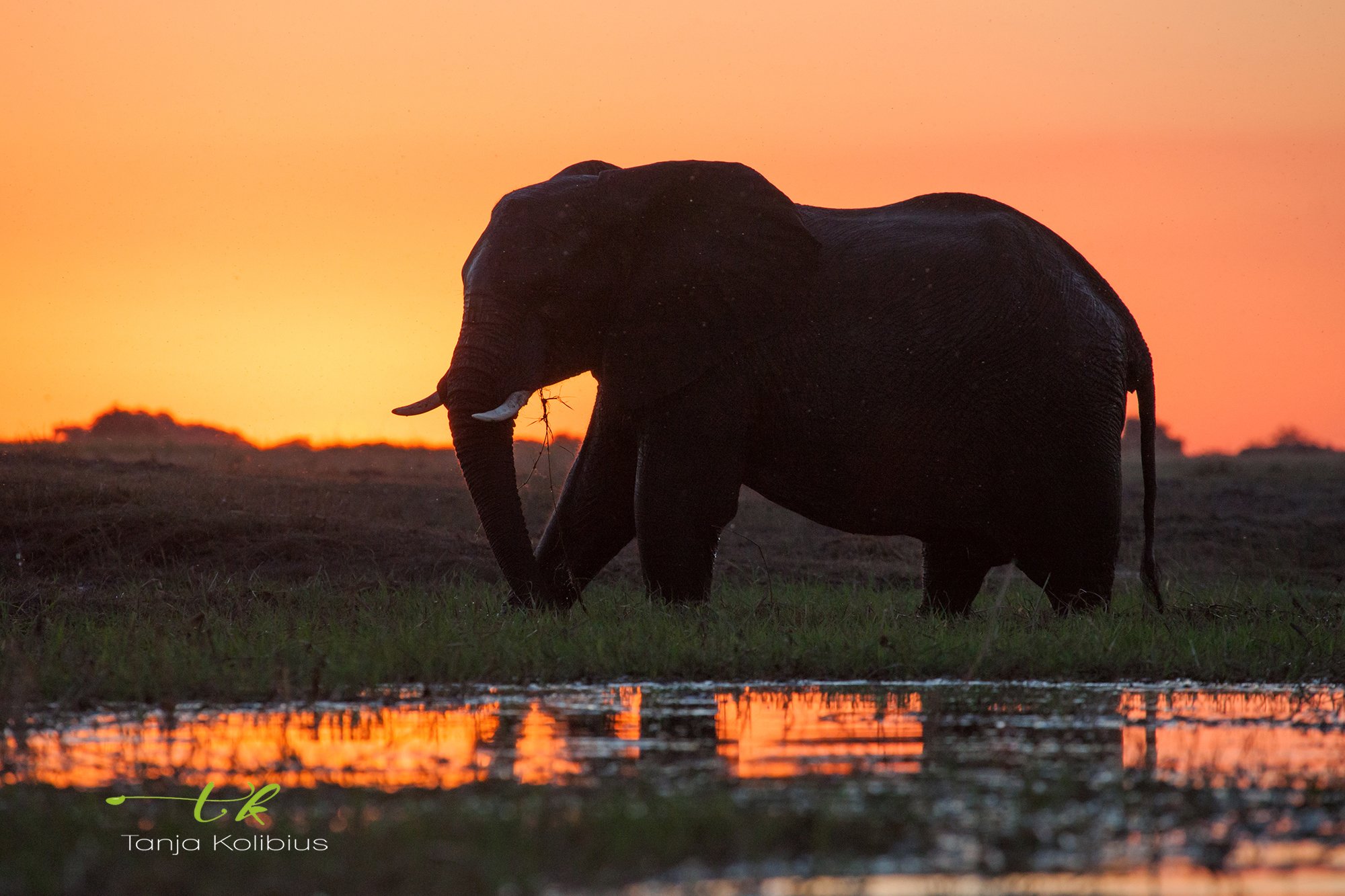 Botswana Tanja Kolibius Elefant